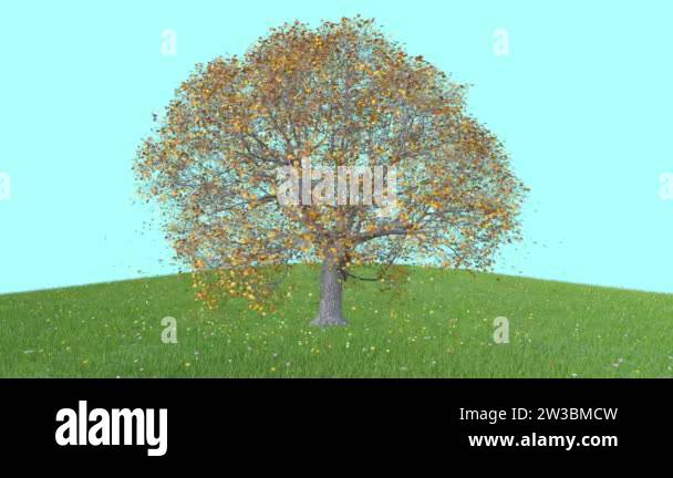Object tree Stock Videos & Footage - HD and 4K Video Clips - Alamy