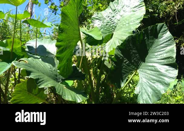 close up Taro leaves (Colocasia esculenta, talas) with natural ...