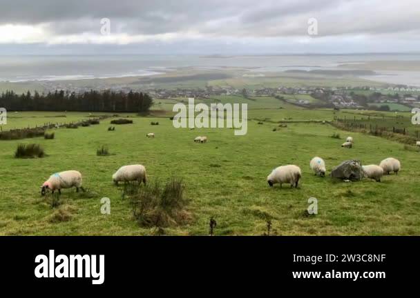 Forest Or Rams white sheep and rams with steep horns eat grass on a green meadow at ...