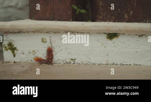 Lifting Up Insect Timelapse of ants eating an insect. A group of ants trying to lift a ...