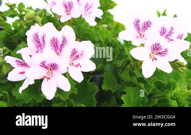 Pelargonium geranium plant bunch Stock Videos & Footage - HD and 4K ...