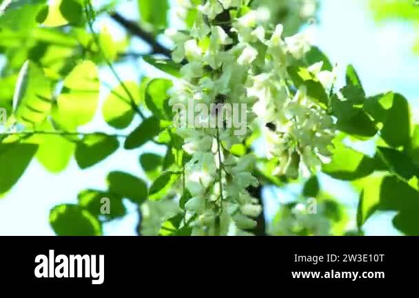 Blooming Acacia tree with white flowers in the spring. Blossoming False ...