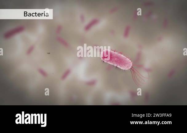 Bacteria of different shapes, rod-shaped bacteria and cocci, human ...