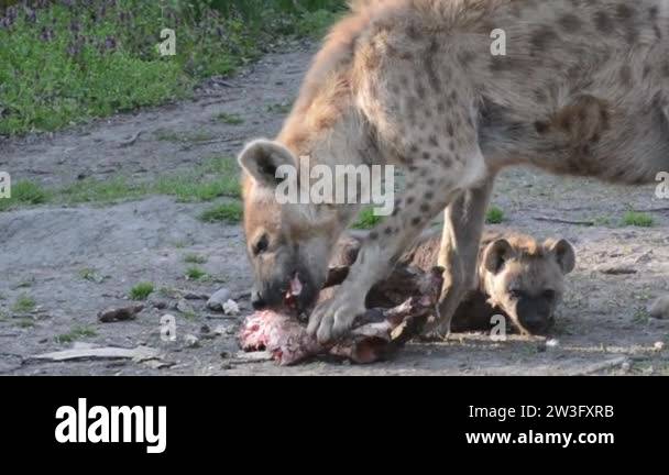 Spotted hyena, its scientific name is Crocuta crocuta Stock Video