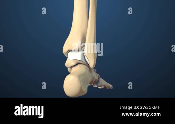 Tibia And Foot Animation of Ankle Joint Anatomy and Osteoarthritis.The ankle is where ...