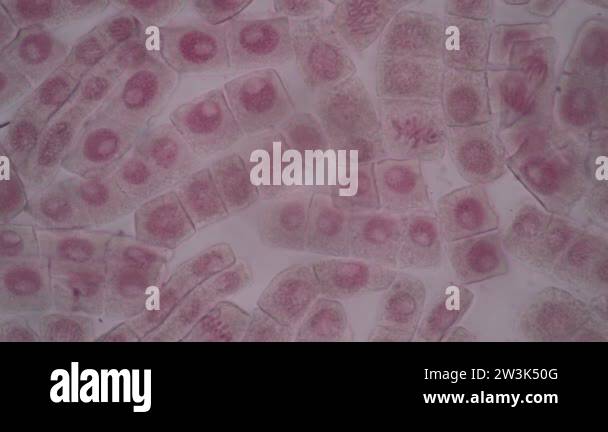 Plant cell microscope onion Stock Videos & Footage - HD and 4K Video ...