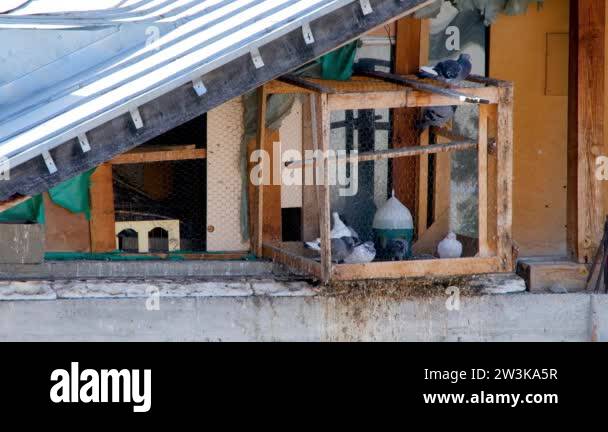 Attic pigeons Stock Videos & Footage - HD and 4K Video Clips - Alamy