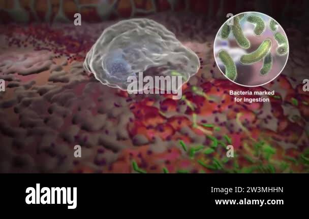Bacteria of different shapes, rod-shaped bacteria and cocci, human ...