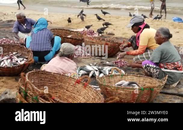 Woman working to clean fish market at the beach in Negombo, west coast ...