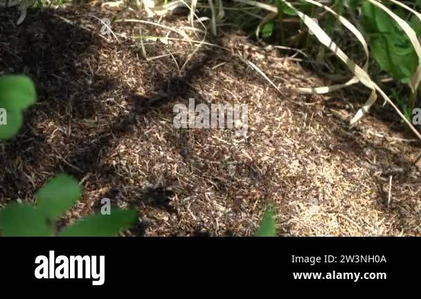 lots of ants in an anthill. insects run fast on the ground Stock Video ...