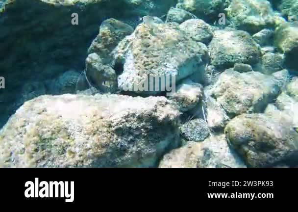 Fish Behind Rocks Underwater fish swimming in rocks Stock Videos & Footage - HD and 4K ...