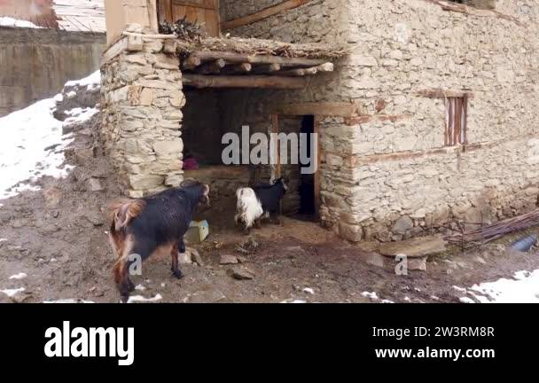 Domestic animals goats walking into stable in a remote village in Hizan ...