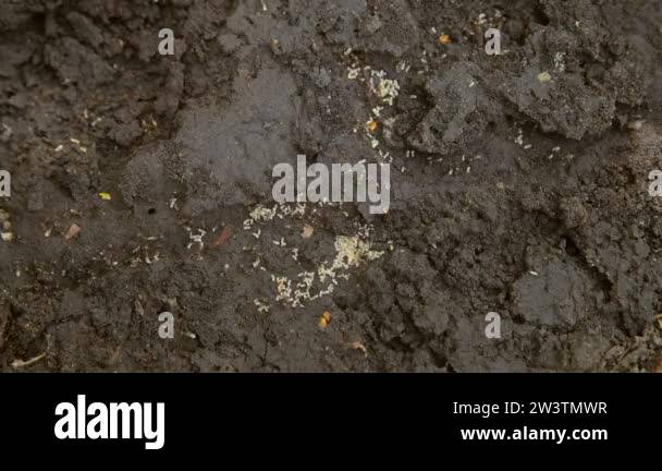 Antihil Insects Little ants save their larvae by dragging them underground. An opened ...
