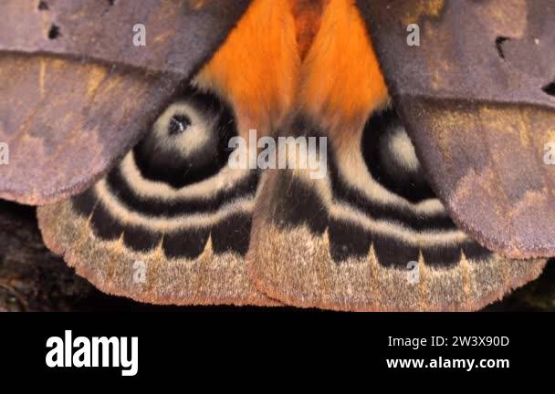 Eyespots Stock Videos & Footage - HD and 4K Video Clips - Alamy