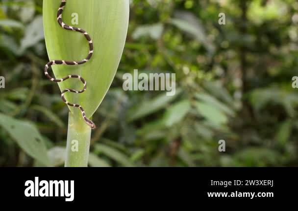 video of juvenile Common blunt headed tree snake, Imantodes cenchoa ...