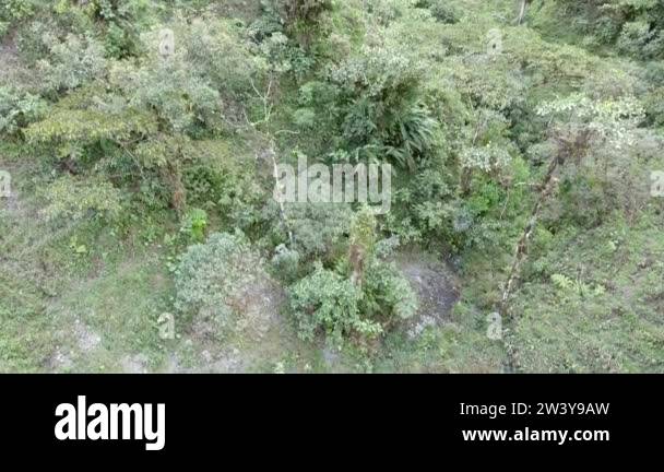 For Plants And Trees Stock Videos Footage Hd And 4k Video Clips Alamy