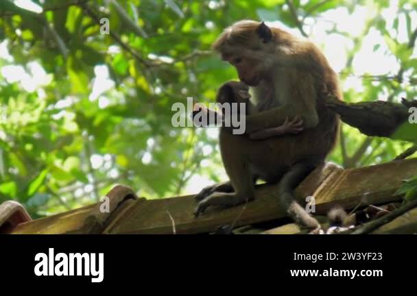 Monkey hugs Stock Videos & Footage - HD and 4K Video Clips - Alamy