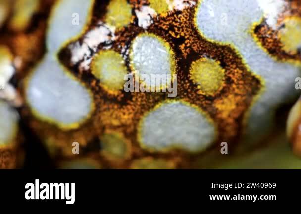 Frog skin Stock Videos & Footage - HD and 4K Video Clips - Alamy