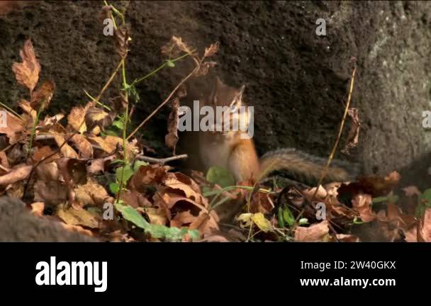 Siberian chipmunk (Lat. Tamias sibiricus). The chipmunks include 25 ...