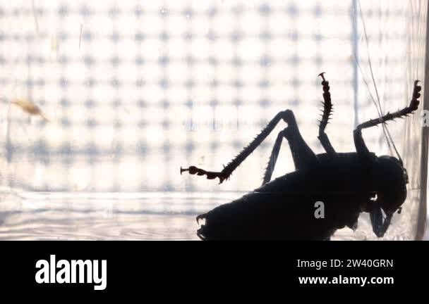 Invasive Insect Alien Alien invasive insect in Stock Videos & Footage - HD and 4K Video Clips ...