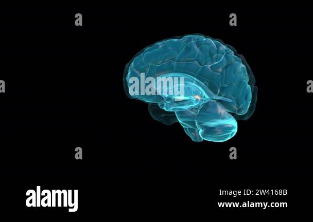 Brain and pineal gland human Stock Videos & Footage - HD and 4K Video ...