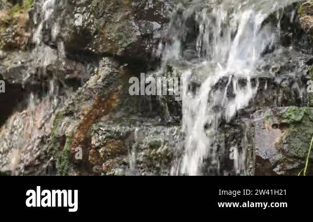 Close Up Water Leaf Stock Videos Footage HD And 4K Video Clips Alamy close-up-water-leaf-stock-videos-footage-hd-and-4k-video-clips-alamy