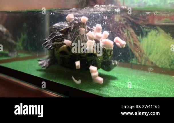 Sharp Turtles Sharp eared Stock Videos & Footage - HD and 4K Video Clips - Alamy