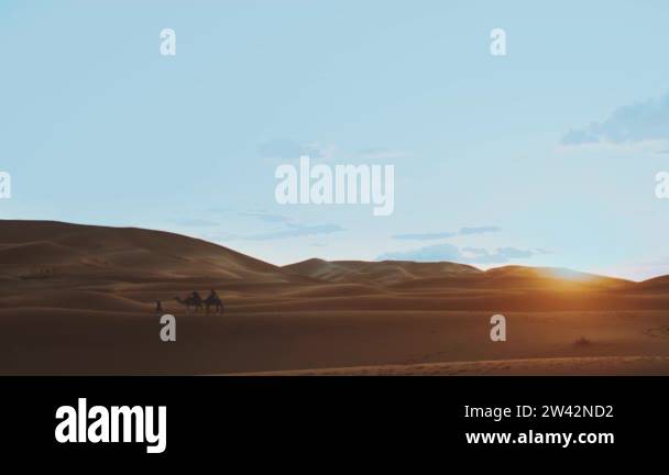 Moroccan bedouin with camels silhouettes in sand dunes of Sahara desert ...