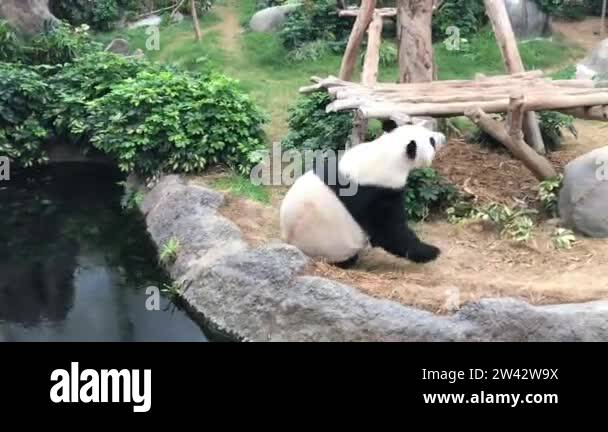 Panda on rock Stock Videos & Footage - HD and 4K Video Clips - Alamy