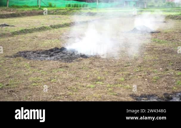 Polluted Rice Field Burn pollution pm 2.5 from argricultural rice field farm create air ...