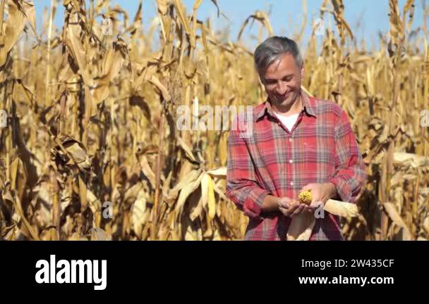 Happy Farmer in Cornfield. Satisfied Man Standing in Cornfield and ...
