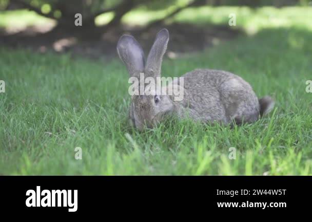 Animal testing rabbits Stock Videos & Footage - HD and 4K Video Clips ...