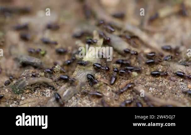 Termites Running Malaysia termites colony Stock Videos & Footage - HD and 4K Video Clips ...