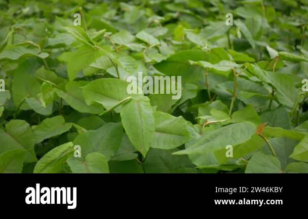 Invasive knotweed plant species Stock Videos & Footage - HD and 4K ...