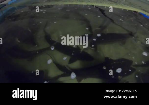 Breeding of valuable fish species Stock Videos & Footage - HD and 4K ...