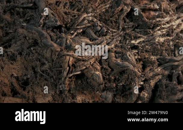 Unearthed Stock Videos & Footage - HD and 4K Video Clips - Alamy