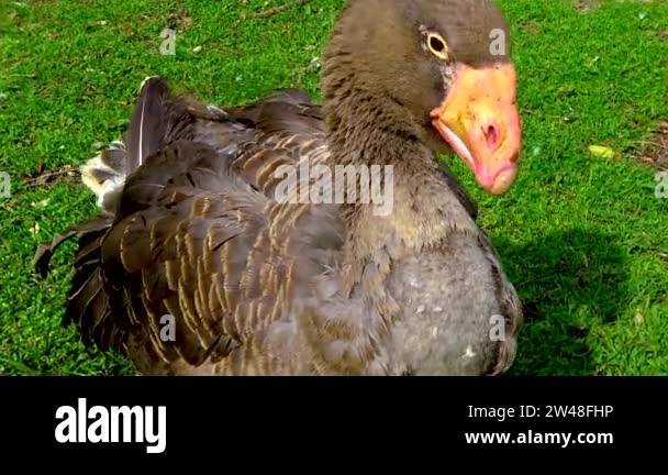 Large tame bird Stock Videos & Footage - HD and 4K Video Clips - Alamy