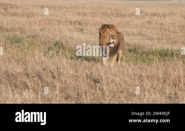 African male lion masai mara national park Stock Videos & Footage - HD ...
