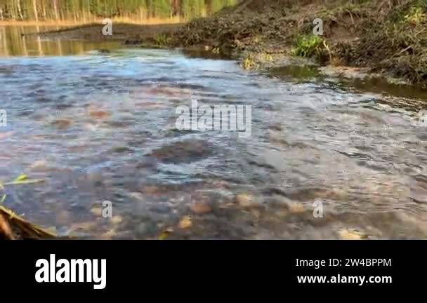 Spring streams in nature. The stream of water flows quickly to the ...