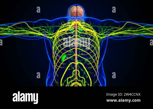 Illustration of the brain section anatomy Stock Videos & Footage - HD ...