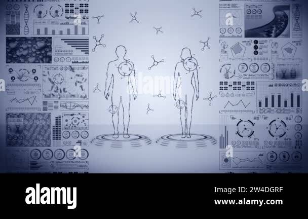 Man and woman virtual body. Human medical hologram animation. Graph ...