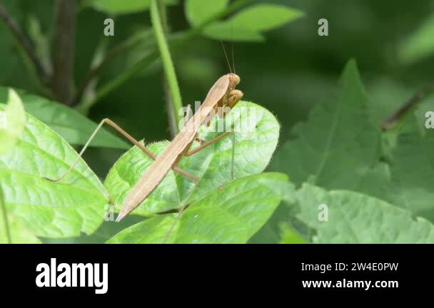 Scythe leaf Stock Videos & Footage - HD and 4K Video Clips - Alamy