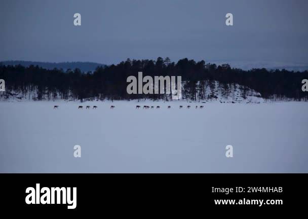 Lake inari reindeer Stock Videos & Footage - HD and 4K Video Clips - Alamy