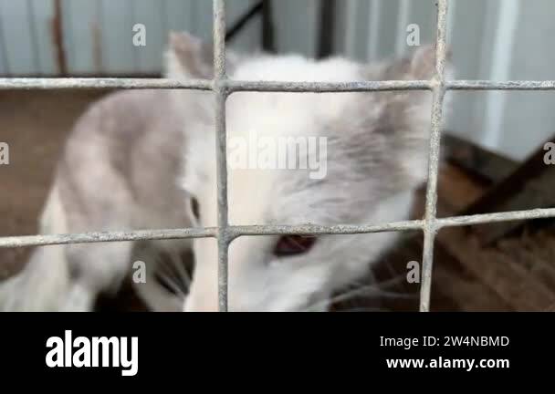 Hungry Weak And Sick White Arctic Fox Locked In A Cage Behind A Metal