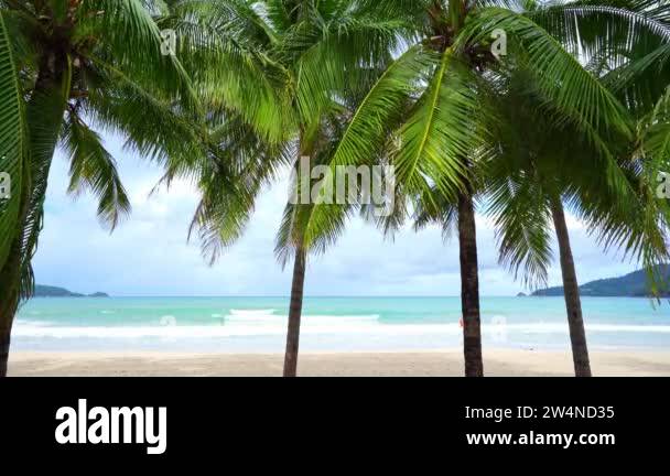 Beautiful coconut palm trees on the beach Phuket Thailand Palms trees ...