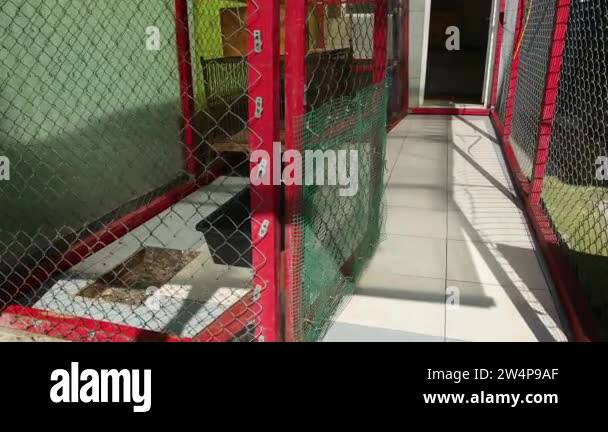 Zoo animal breeding Stock Videos & Footage - HD and 4K Video Clips - Alamy