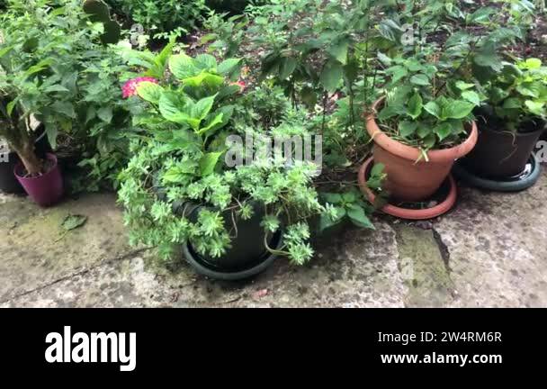 Garden variety flowers plants Stock Videos & Footage - HD and 4K Video ...