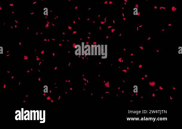 Pink Roses Falling Loop Motion Background Realistic Abstract Rose Falling Motion Loop Background Green Screen ...