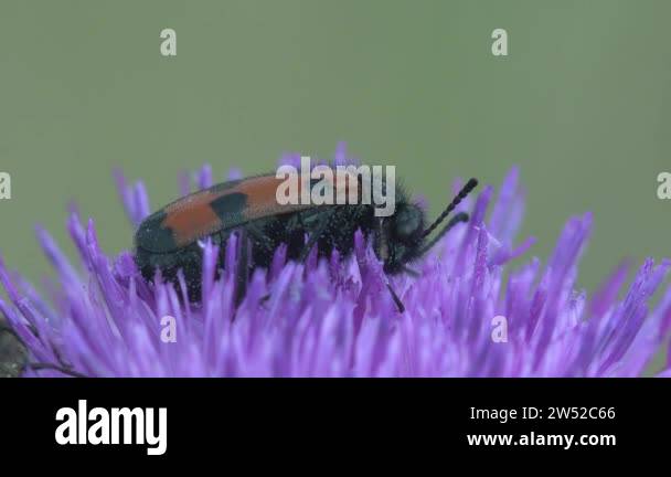 Are swaying in wind Anthocomus equestris, Collops is a genus of soft