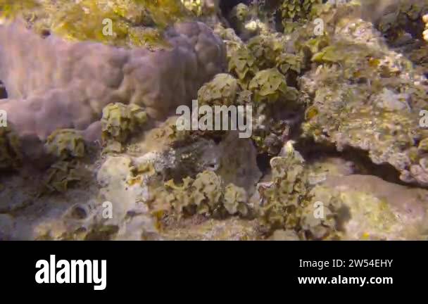 Marine brown algae on the top of a coral reef in shallow water in the ...